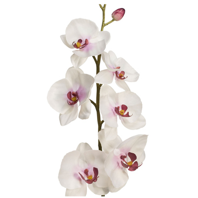 شاخه گل ارکیده