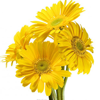 شاخه گل ژربرا