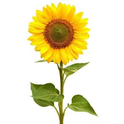 گل آفتابگردان